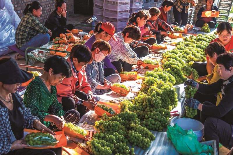 葡萄熟了+姜樺+13293792111 葡萄熟了+姜樺+13293792111