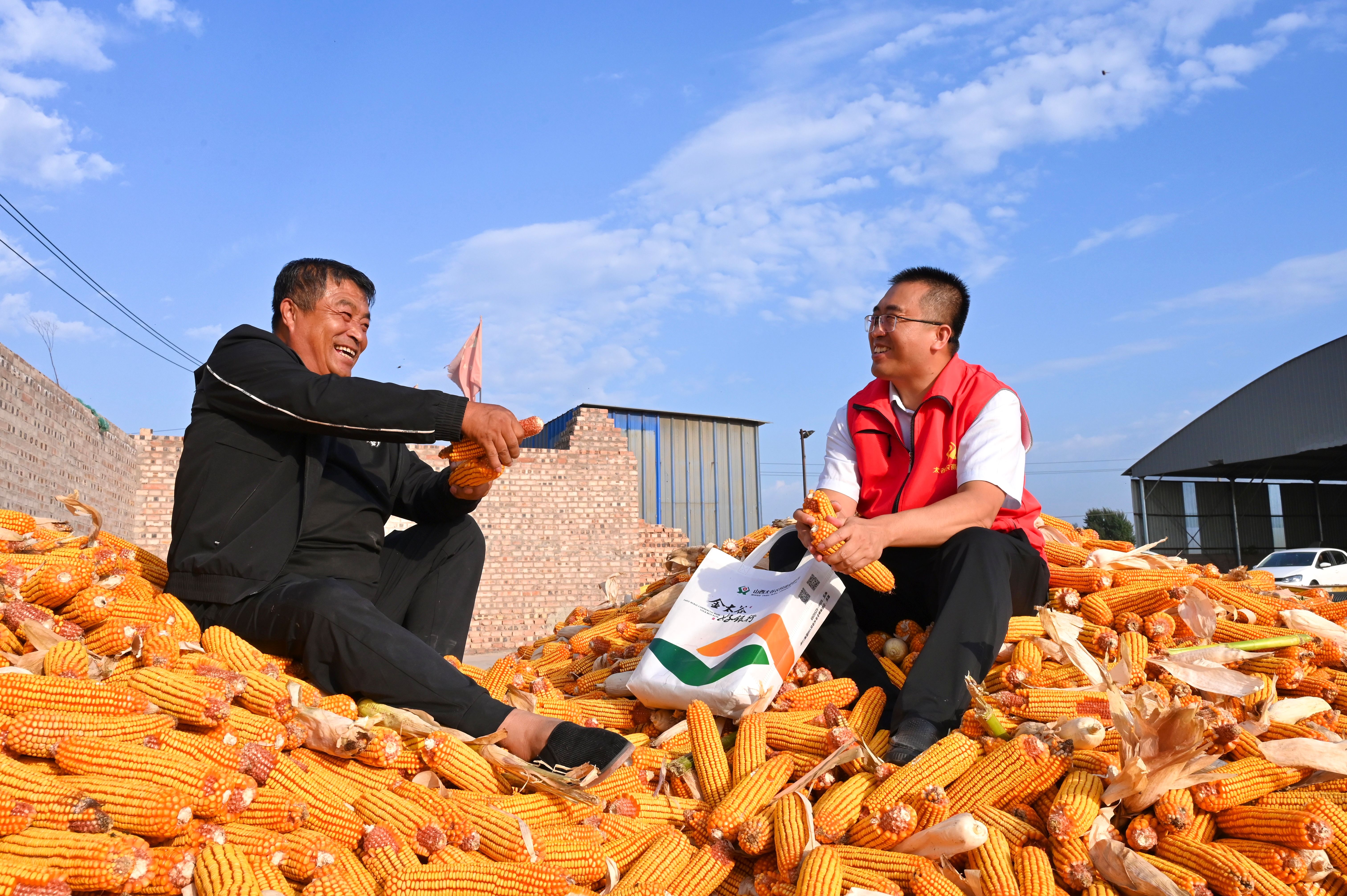 85.《“玉”見豐收》太谷農(nóng)商銀行郝蘭梅 85.《“玉”見豐收》太谷農(nóng)商銀行郝蘭梅