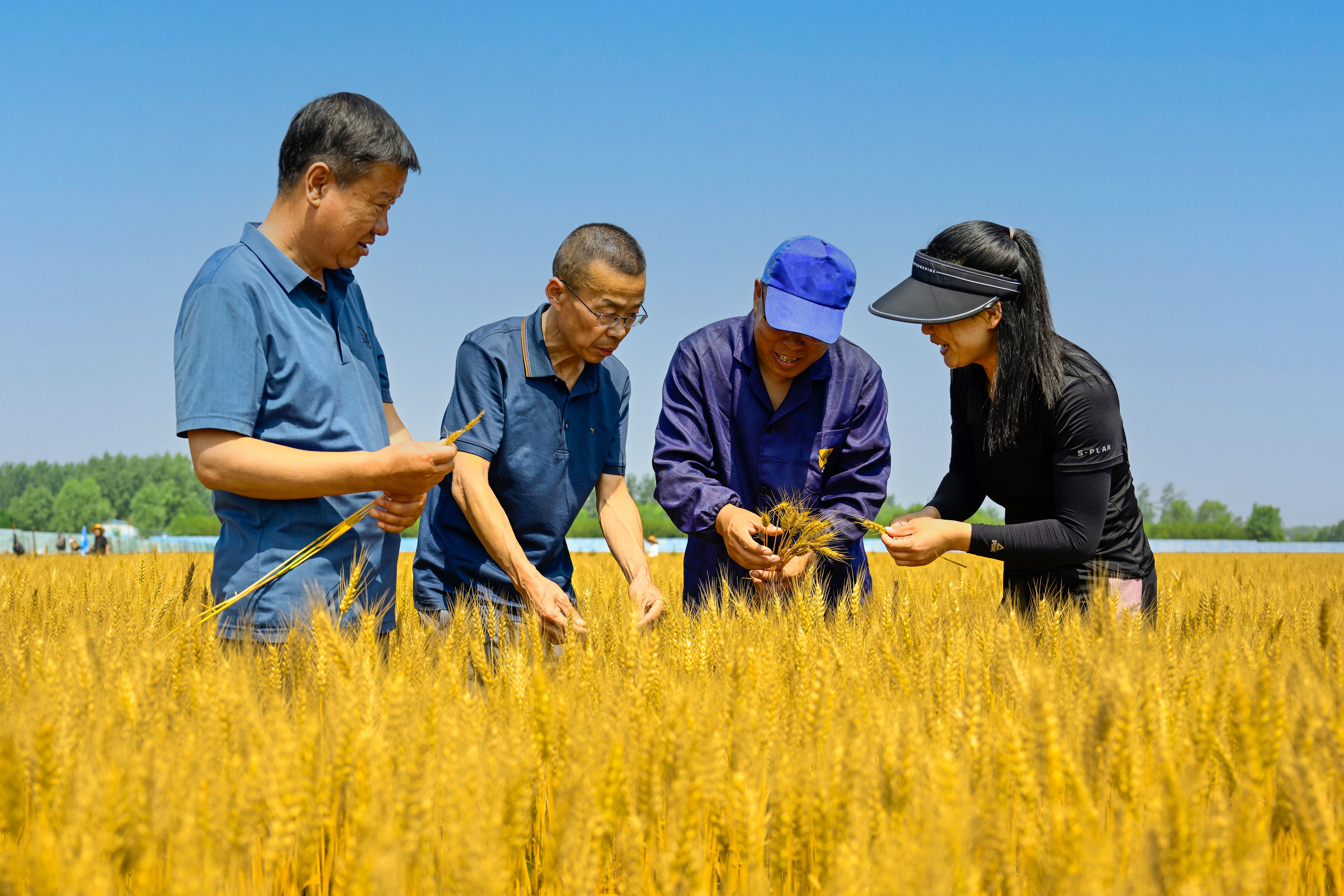 70.《麥浪金波,豐收滿倉》漳澤農(nóng)商銀行李雪 (2) 70.《麥浪金波,豐收滿倉》漳澤農(nóng)商銀行李雪 (2)