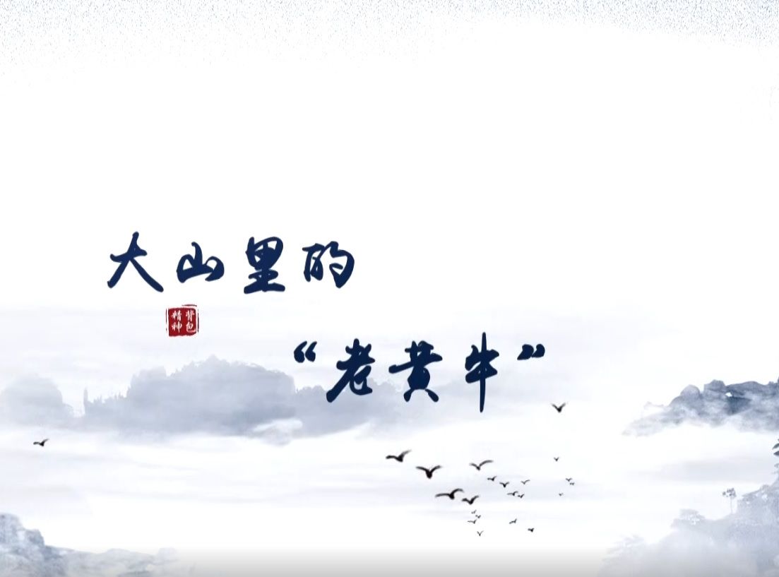 牛群旺視頻 大山里的老黃牛 （平順農商行 牛群旺）